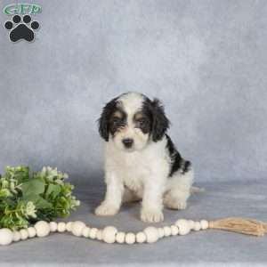 Bella, Cavapoo Puppy
