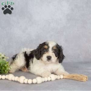 Bella, Cavapoo Puppy