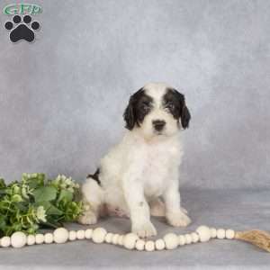 Benji, Cavapoo Puppy