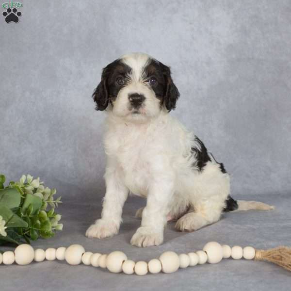 Benji, Cavapoo Puppy