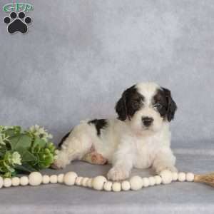 Benji, Cavapoo Puppy