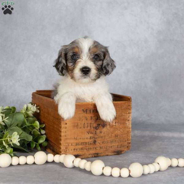 Buddy, Cavapoo Puppy