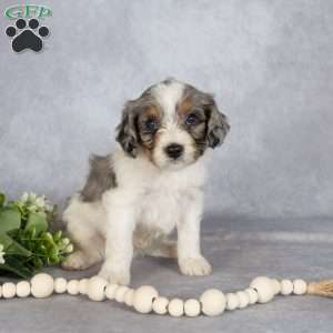 Buddy, Cavapoo Puppy