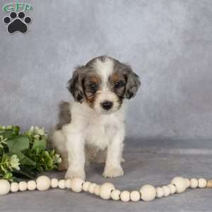 Buddy, Cavapoo Puppy