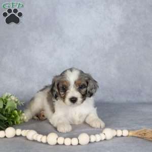 Buddy, Cavapoo Puppy