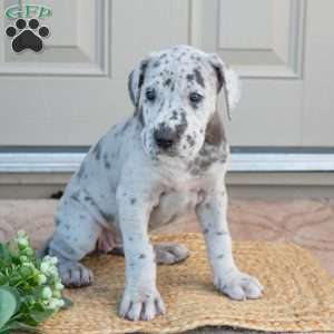 Bianca, Great Dane Puppy