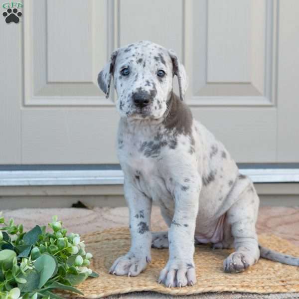 Bianca, Great Dane Puppy