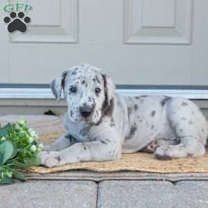 Bianca, Great Dane Puppy