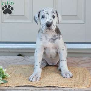 Bianca, Great Dane Puppy