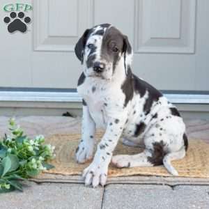 Brilena, Great Dane Puppy