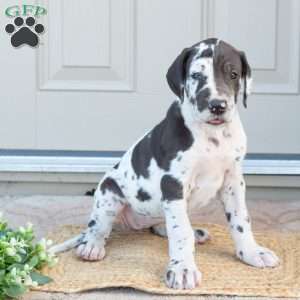 Brilena, Great Dane Puppy