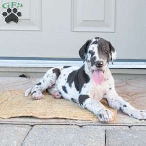 Brilena, Great Dane Puppy