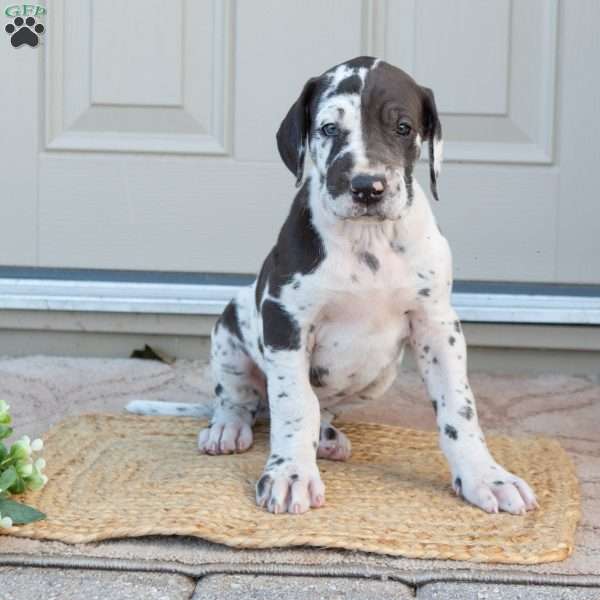 Brilena, Great Dane Puppy