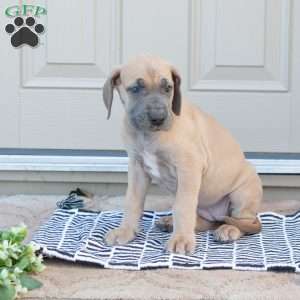 Bailey, Great Dane Puppy