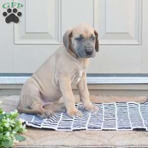 Bailey, Great Dane Puppy