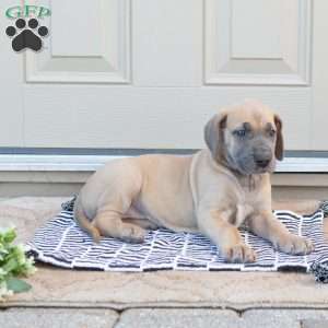 Bailey, Great Dane Puppy