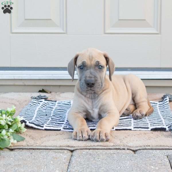 Bailey, Great Dane Puppy