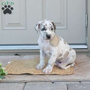 Bruno, Great Dane Puppy