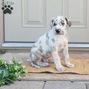 Bruno, Great Dane Puppy