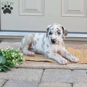 Bruno, Great Dane Puppy