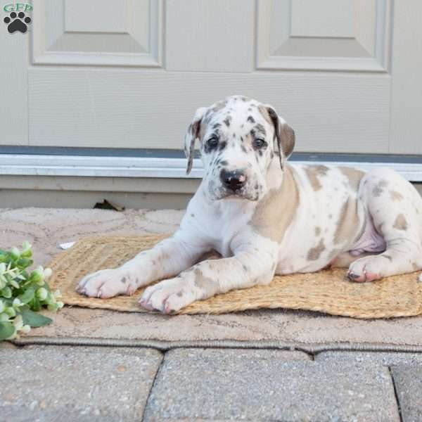Bruno, Great Dane Puppy