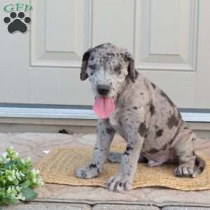 Bruce, Great Dane Puppy