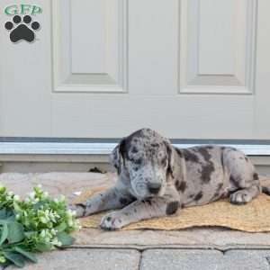 Bruce, Great Dane Puppy