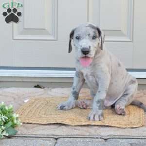 Bear, Great Dane Puppy