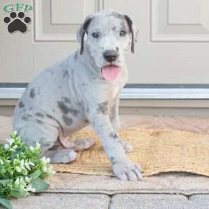 Bear, Great Dane Puppy