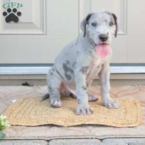 Bear, Great Dane Puppy