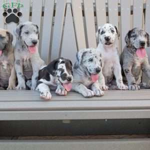 Bruno, Great Dane Puppy