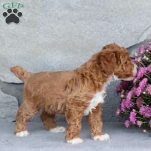 Acorn, Toy Poodle Puppy