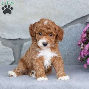 Acorn, Toy Poodle Puppy