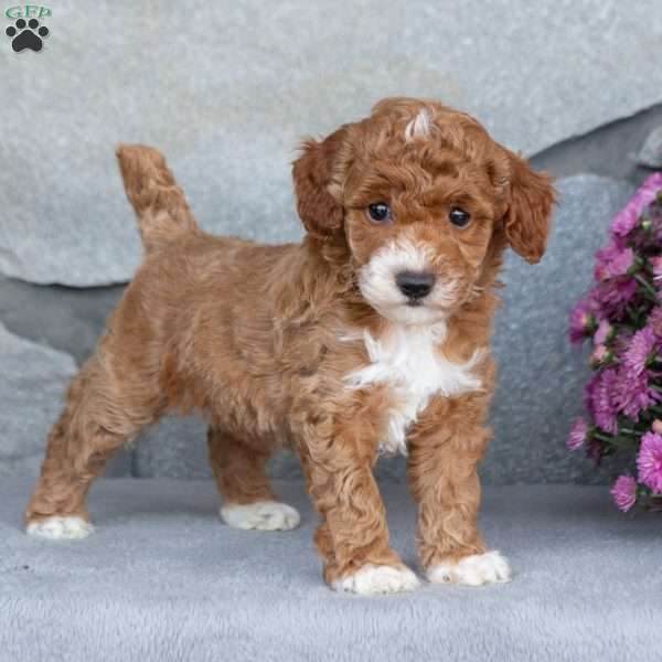 Acorn, Toy Poodle Puppy