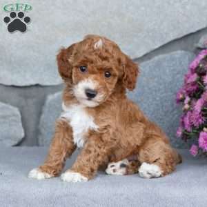 Acorn, Toy Poodle Puppy