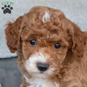 Acorn, Toy Poodle Puppy