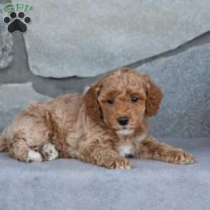 Auburn, Toy Poodle Puppy