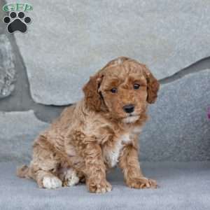 Auburn, Toy Poodle Puppy