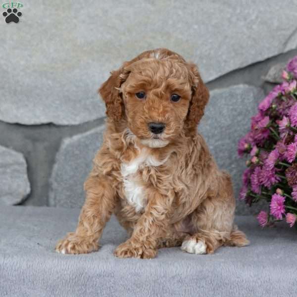 Auburn, Toy Poodle Puppy