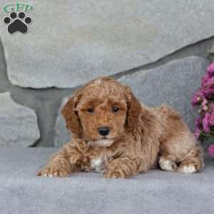 Auburn, Toy Poodle Puppy