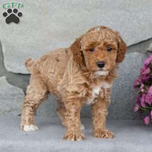 Auburn, Toy Poodle Puppy