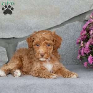 Alder, Toy Poodle Puppy