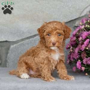Alder, Toy Poodle Puppy