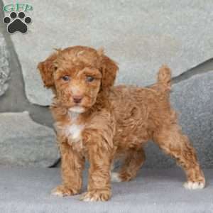 Alder, Toy Poodle Puppy