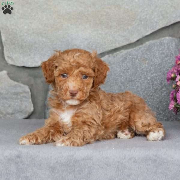 Alder, Toy Poodle Puppy