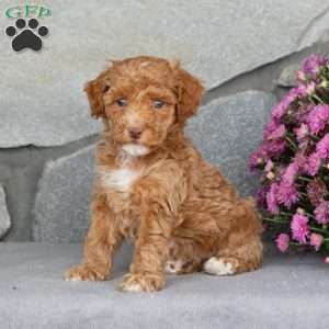 Alder, Toy Poodle Puppy