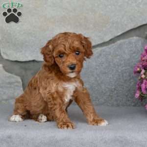 Autumn, Toy Poodle Puppy