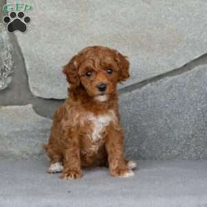 Autumn, Toy Poodle Puppy
