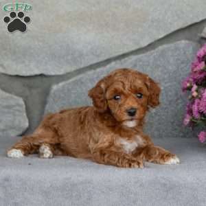 Autumn, Toy Poodle Puppy