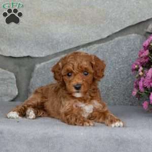 Autumn, Toy Poodle Puppy